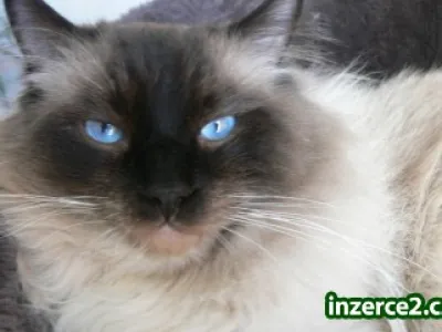 Krytí Ragdoll