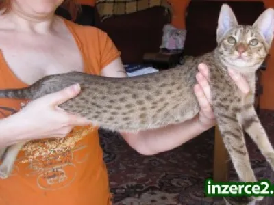 Ocicat koťata s PP