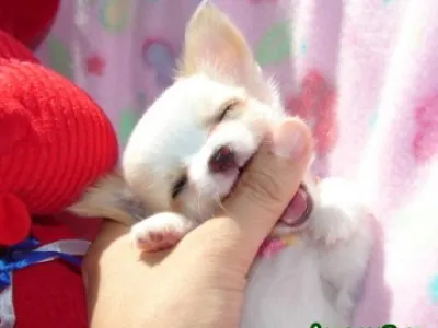 Můj malý pes Chihuahua tady je můj volný přijetí