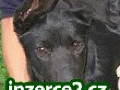 Hledáme nový domov pro pejska Čakiho
