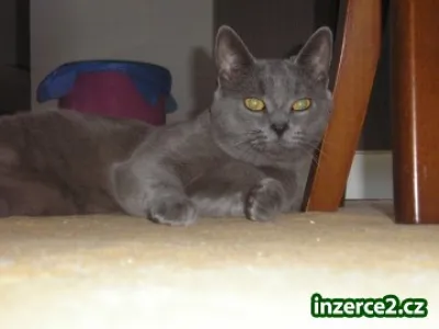 Britský kocourek Benji ke krytí
