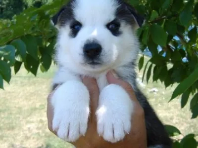 Tady je můj malý hezký siberain Husky zdarma přijetí