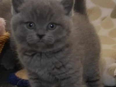 Můj malý hezký britské krátké vlasy, je k přijetí volném