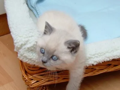 Můj malý hezký RAG dooll kotě svůj volný přijetí