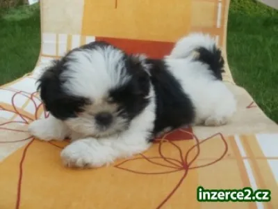 shih-tzu s PP