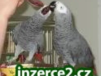 Inteligentní afrických šedá papoušci připraveni na nový domov