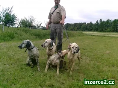 Anglický setr