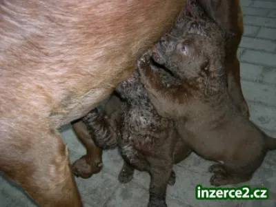 chesapeake bay retriever