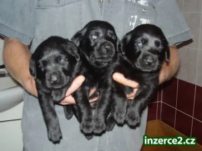 Štěňátka Labrador