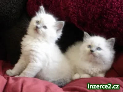 Ragdoll krásná koťata