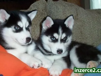 Husky krásná štěňata k přijetí