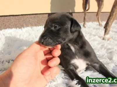 Wipet/ Whippet