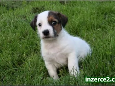 Jack russell terier s PP