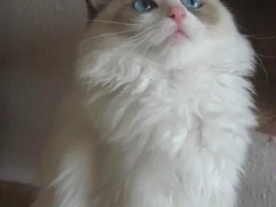 Ragdoll - kočička