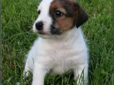 Jack russell terier