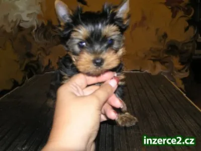 Prodám yorkshire terrier s průkazem původu