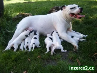 Štěňata amerického buldoka