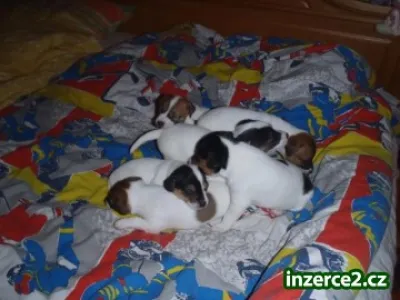 Štěňátka Jack russella teriera