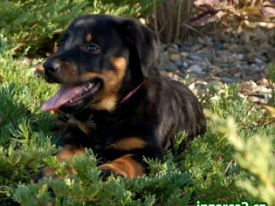 Beauceron štěňata