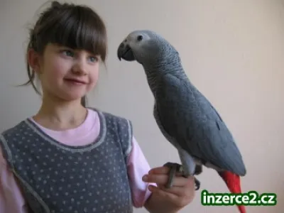 Žako