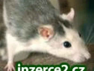 prodám krásná potkaní mládátka