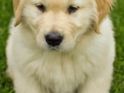 Zlatý retriever štěně pro přijetí