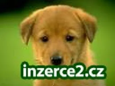 Objevte tajemství práce přes internet
