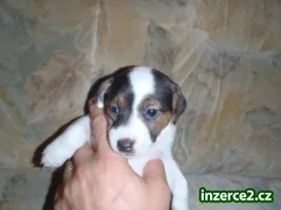Poslední štěňátka Jack Russela