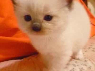 Ragdoll koťata