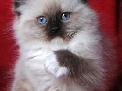 Ragdoll koťátka
