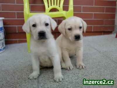LABRADOR, labradorský retrívr