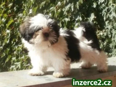 shih-tzu s PP