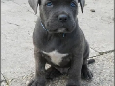 Bandog s PP