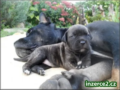 Bandog s PP