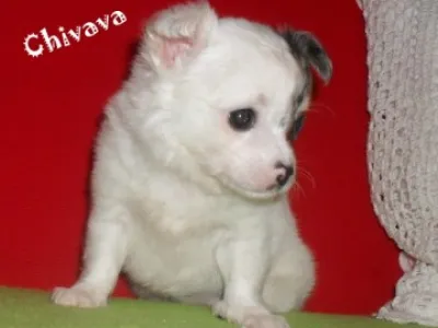ČIVAVA