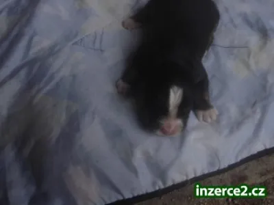 Štěnátka bernského salašnického psa