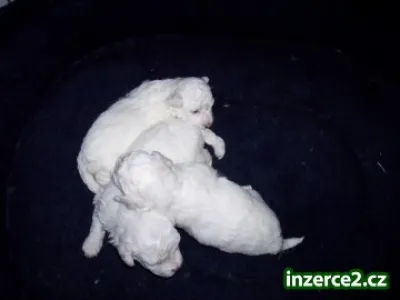 Bichon s PP