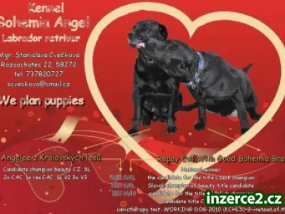 Štěňátka labradora PP