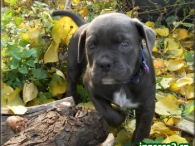 Bandog s PP