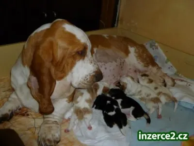 BASSET-HOUND,štěňátka s PP. z CHS Annie van Hallen (CZ)...