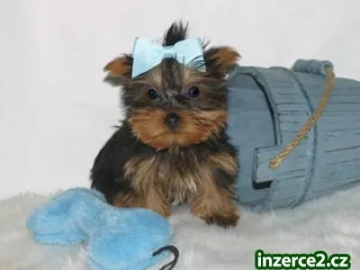Rozkošný Yorkie štěně Žena