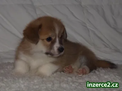 Welsh Corgi Pembrok