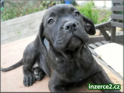 Bandog s PP