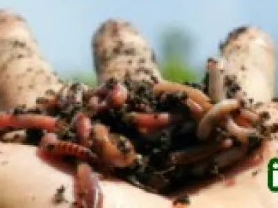 Žížaly
