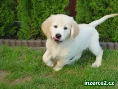 Pejsek (Show puppy) Zlatého retrievera k odběru