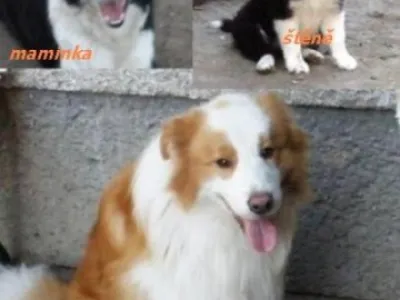 BORDER KOLIE - štěňátka s PP