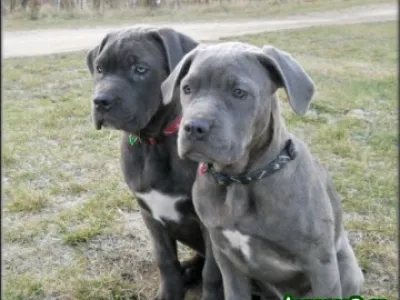Bandog s PP