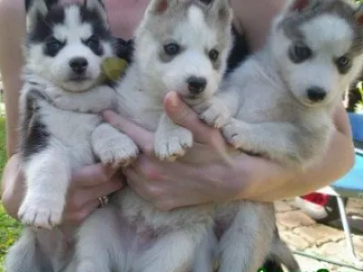 Sibiřský Husky štěňata připravena