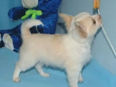 Roztomilý Twin Chihuahua štěňata dnes