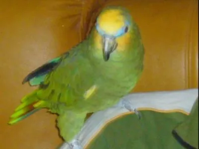 Náhled